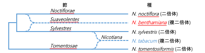 図2. タバコ属の系統進化