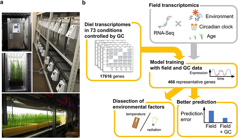 イネの遺伝子発現予測が大幅向上
