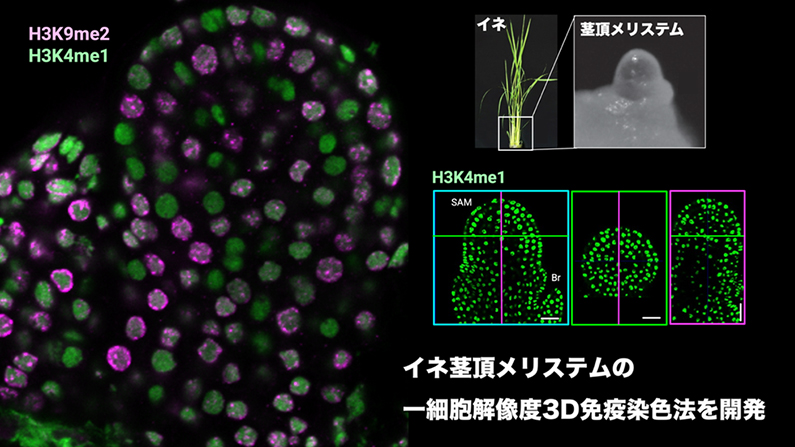 葉や花をつくる細胞を可視化する免疫染色法を開発