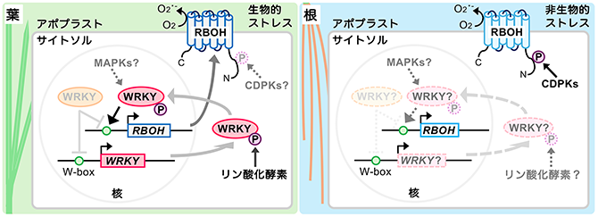 作物の環境ストレス応答のスイッチとして機能する活性酸素種の生成機構
