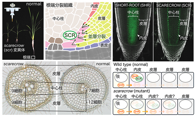 植物が環境に適した根を作り出すメカニズムを解明