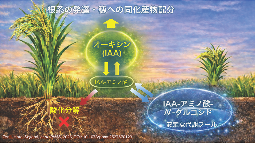 イネの成長ホルモンを貯めるしくみを発見