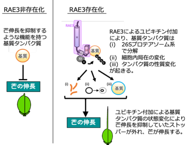 図2. 芒伸長におけるRAE3タンパク質の役割