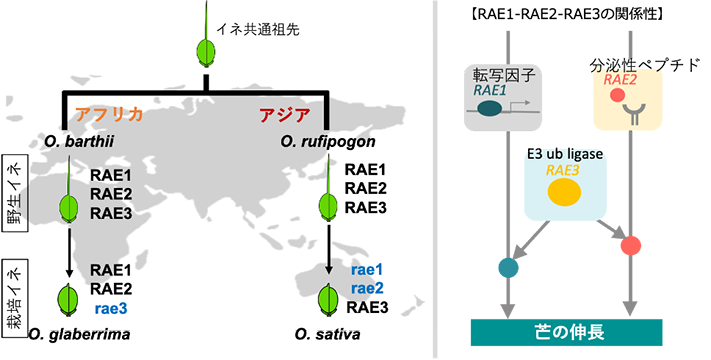 図3. 予想されるアジアとアフリカにおけるRAE1、RAE2、RAE3遺伝子の選抜過程とRAE1-RAE2-RAE3の遺伝学的関係性。
