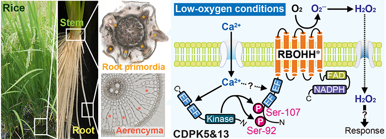 イネが水田で育つために最適な根を生み出すしくみの解明