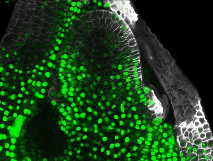 花をつくる新メカニズム「フロリゲン・リレー」の発見